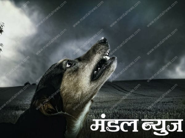 dog-amravati-mandal