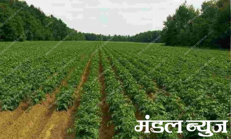 farming_moong-amravati-mandal