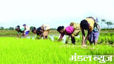 kharif-seeds-amravati-mandal