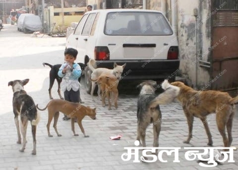 stray-dogs-in-the-city-amravati-mandal