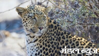 leopard-amravati-mandal