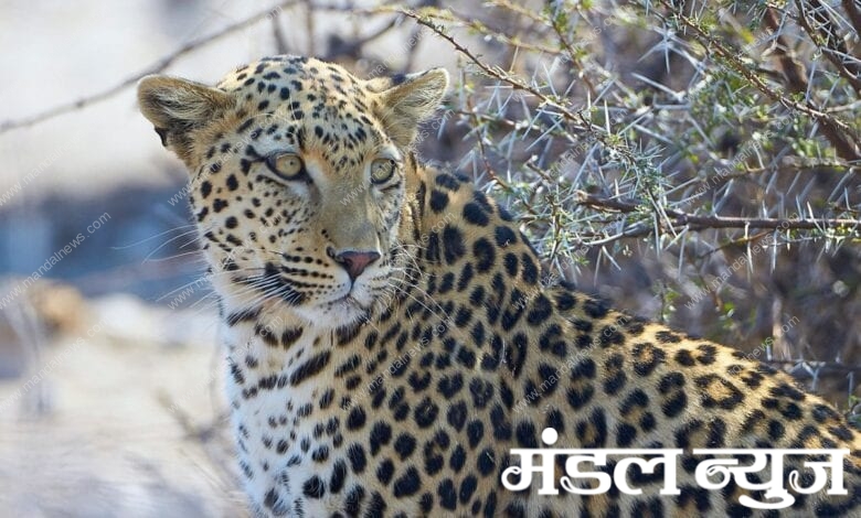 leopard-amravati-mandal