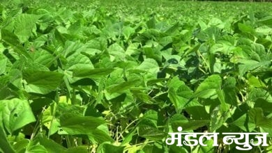 moong-and-urad-crop-affected-due-to-virus-attack-amravati-mandal
