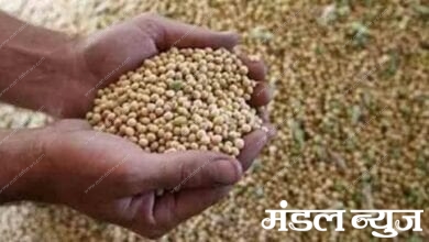 soybean-seeds-fail-amravati-mandal