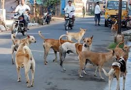 street-dogs-amravati-mandal