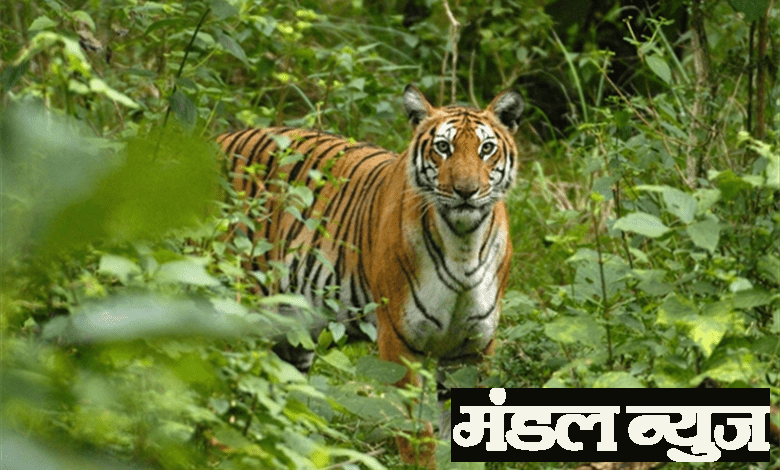 tiger-amravati-mandal