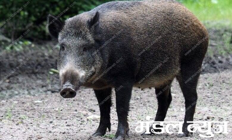 wild-pig-amravati-mandal