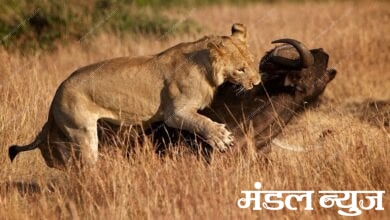 The-tiger-hunted-the-buffalo-amravati-mandal