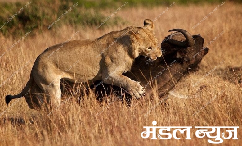 The-tiger-hunted-the-buffalo-amravati-mandal