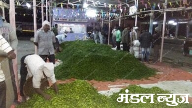 Green-chillies-amravati-mandal