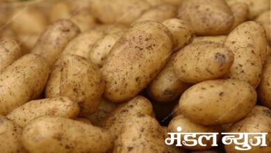 Potatoes-amravati-mandal