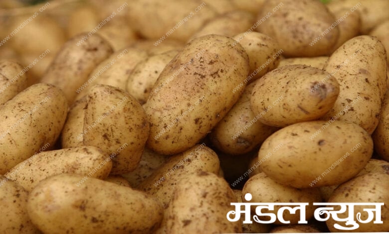 Potatoes-amravati-mandal