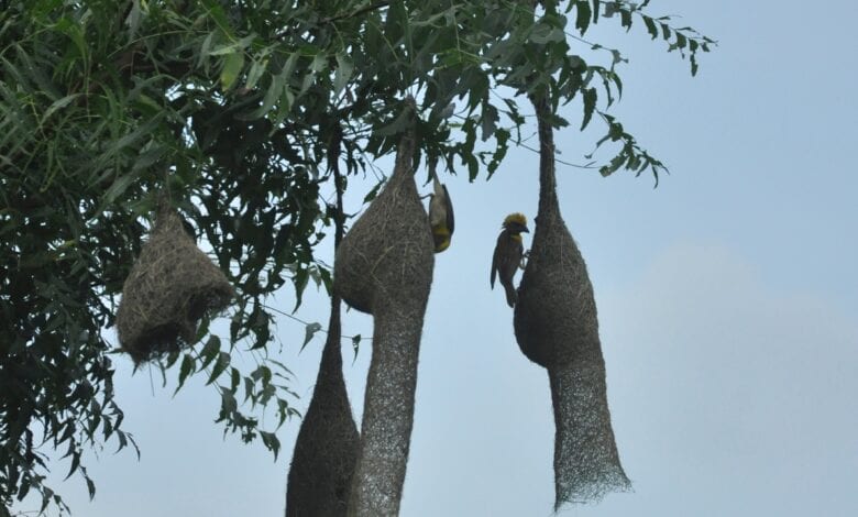 photo-caption-amravati-mandal