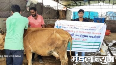 cow-vaccination-amravati-mandal