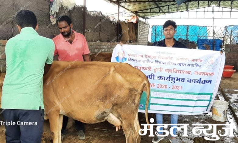 cow-vaccination-amravati-mandal