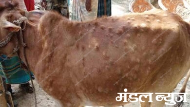 Lumpy-skin-disease-amravati-mandal
