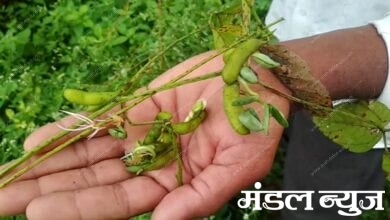 Soyabean-Amravati-Mandal