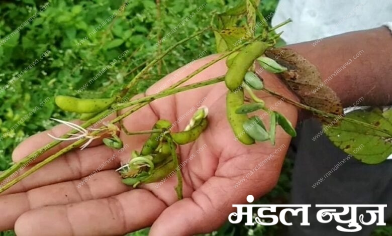 Soyabean-Amravati-Mandal