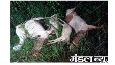 bakri-died-amravati-mandal