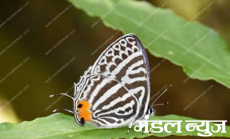 butterfly-amravasti-mandal