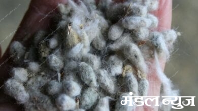 cotton-amravati-mandal