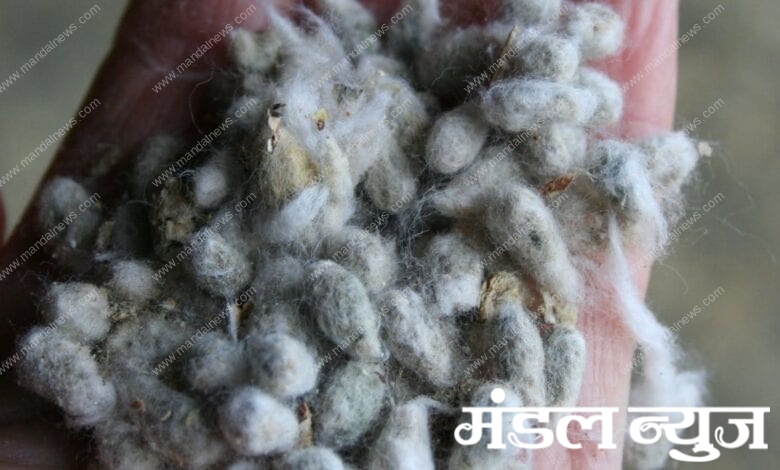 cotton-amravati-mandal