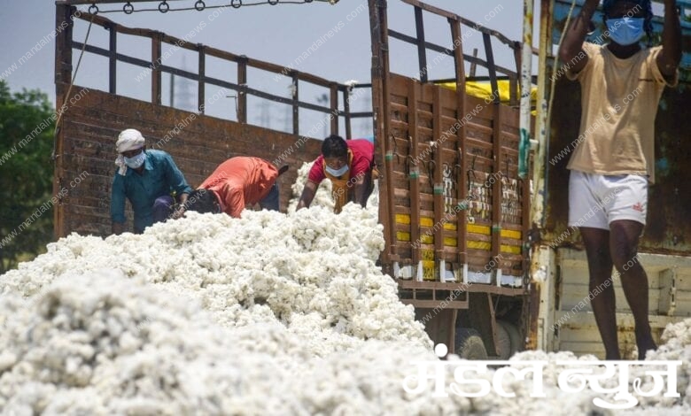 cotton-amravati-mandal