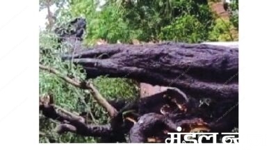 death-by-crushed-in-tree-amravati-mandal