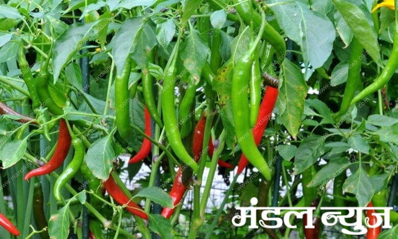 chillies-amravati-mandal