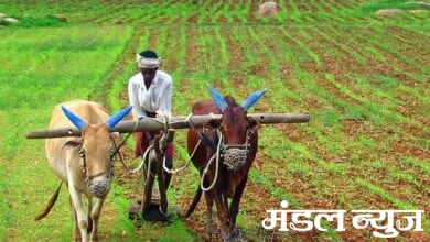 farmers-Amravati-Mandal
