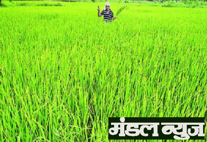 farmers-amravati-mandal