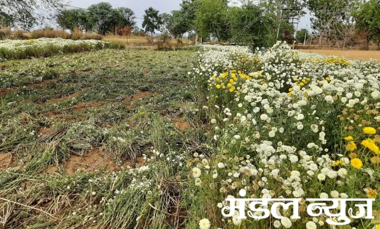 flowers-amravati-mandal