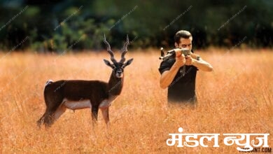 salman-black-buck-hit-amravati-mandal