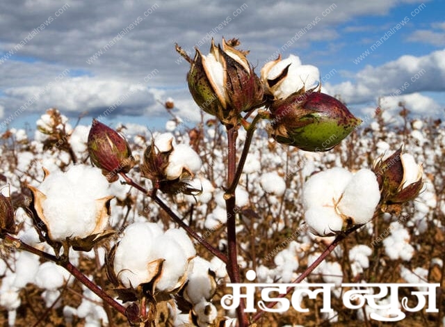 Cotton-swab-amravati-mandal