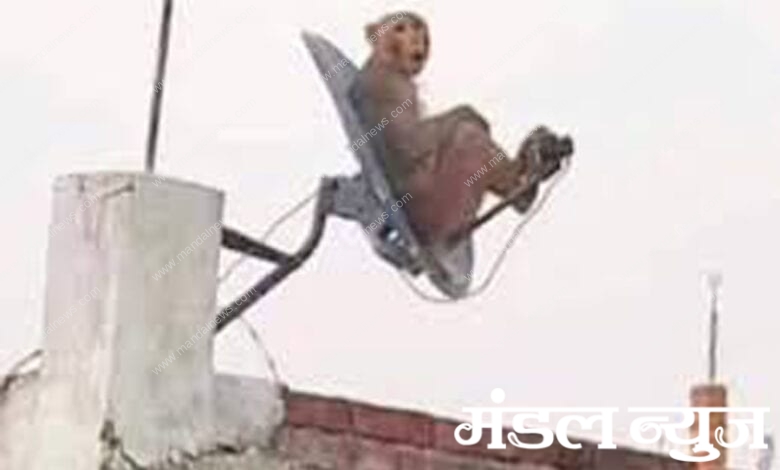 Monkey-Amravati-Mandal