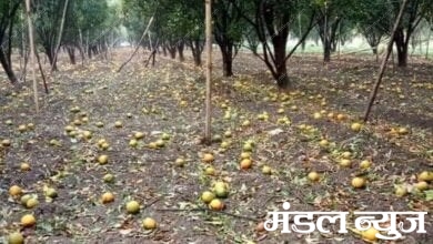 Oranges-amravati-mandal