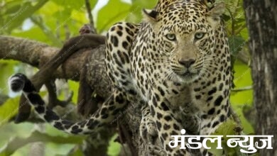 Leopard-amravati-mandal