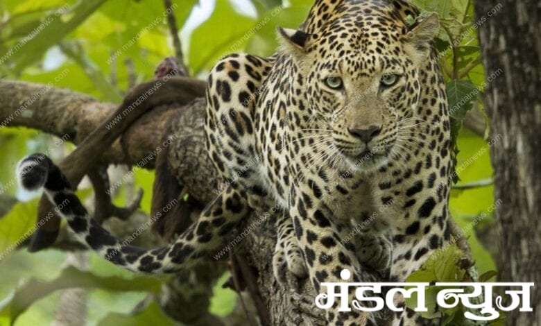 Leopard-amravati-mandal