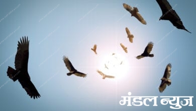 Birds-Amravati-Mandal