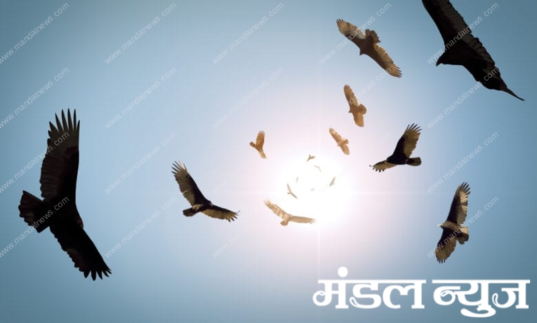 Birds-Amravati-Mandal