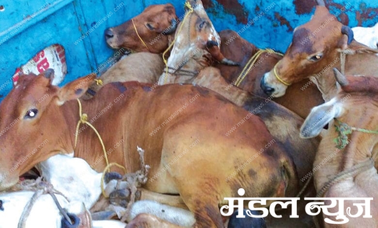 Cow-Traffiking-Amravati-Mandal