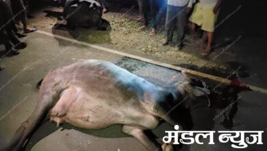 Death-of-buffalo-amravati-mandal