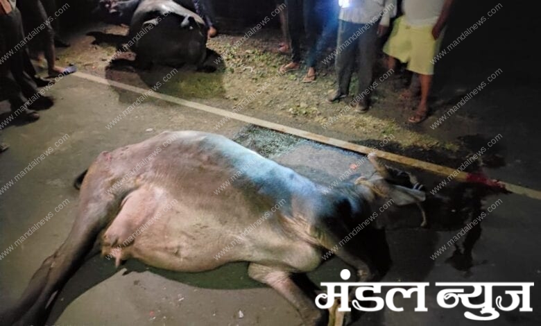 Death-of-buffalo-amravati-mandal