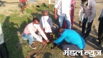 Tree-Plantation-Amravati-Mandal