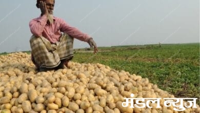 Potato-Amravati-Mandal