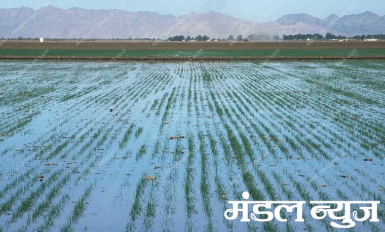 Rain-Amravati-Mandal