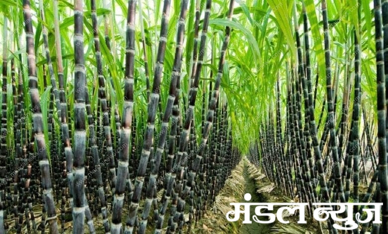 Sugar-Cane-Amravati-Mandal