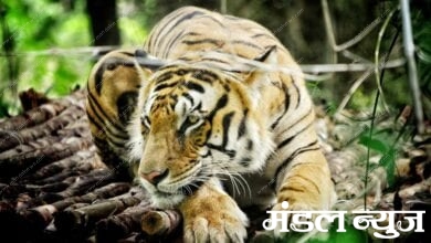 Tiger-Amravati-Mandal