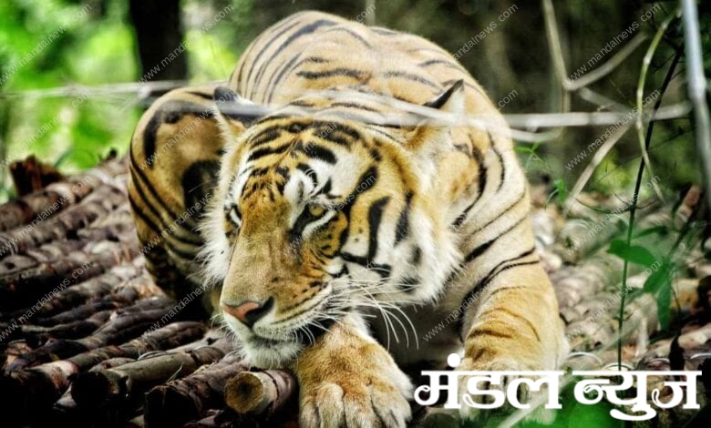 Tiger-Amravati-Mandal