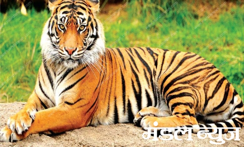 Tiger-Amravati-Mandal